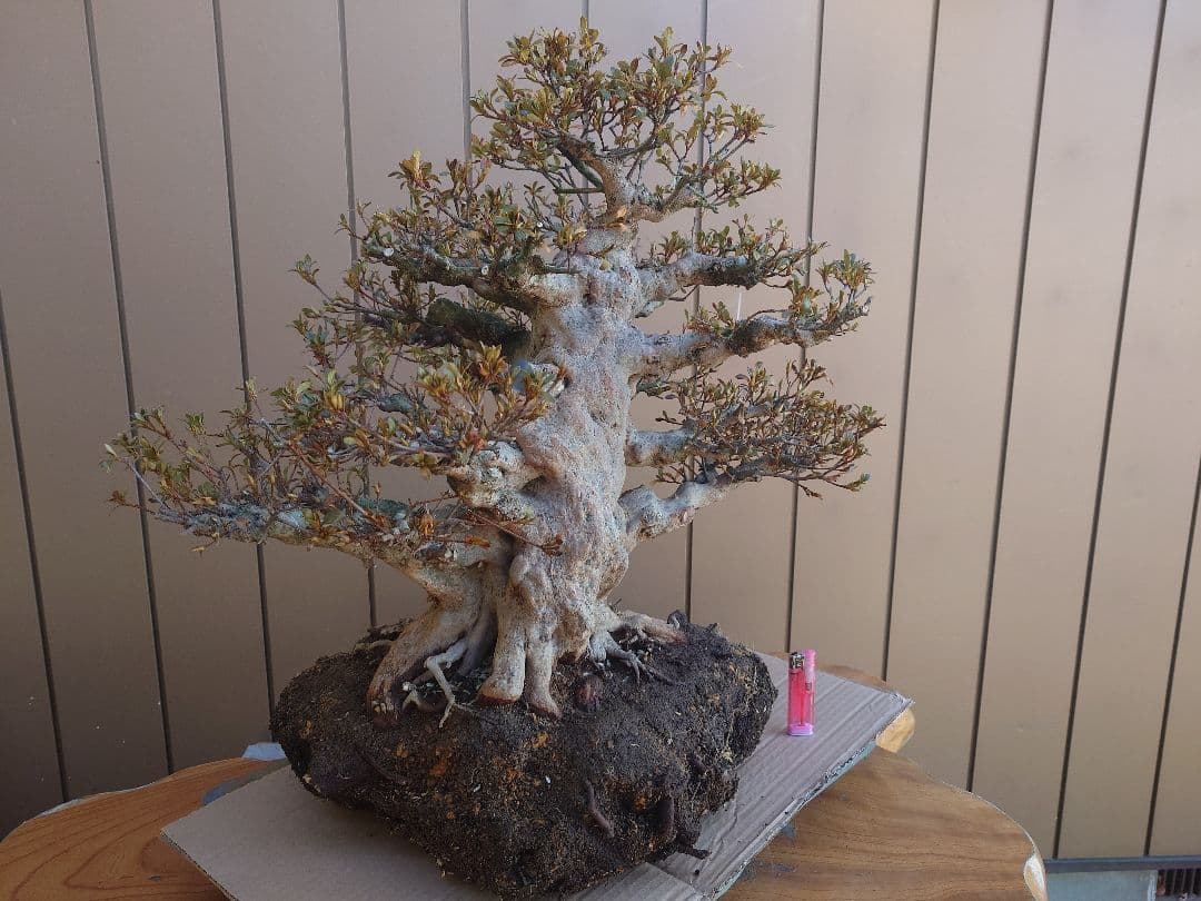 ハ*ル様 盆栽　皐月(五光)　樹高46cm