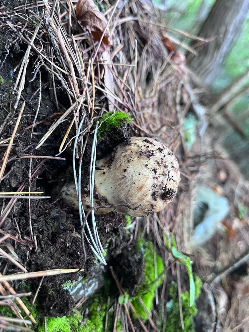 信州上伊那産　松茸　④ 181g
