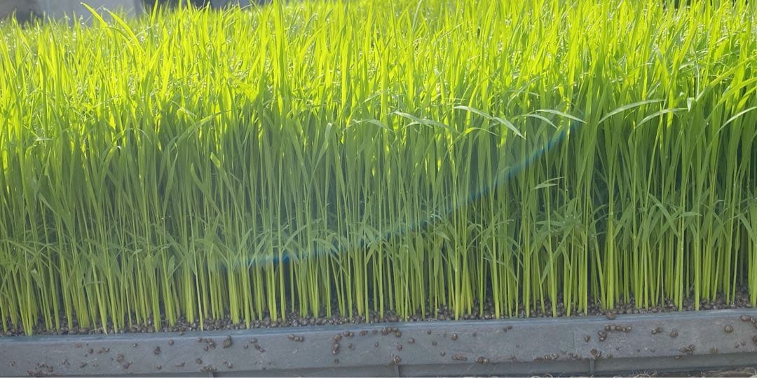 熊本県産　くまさんの輝き　令和7年産　30キロ　送料込　米　農家直送　玄米