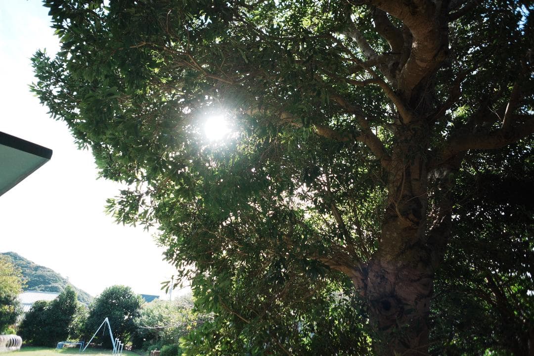 超広角＆魚眼セット　SONY SEL16F28+ワイド、フィッシュコンバーター