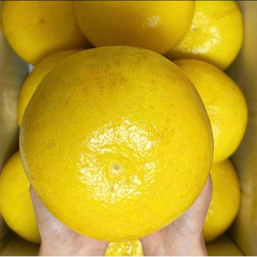 ⑬特大サイズ 高知特産 露地栽培 土佐文旦 文旦 約20kg 5L 特大