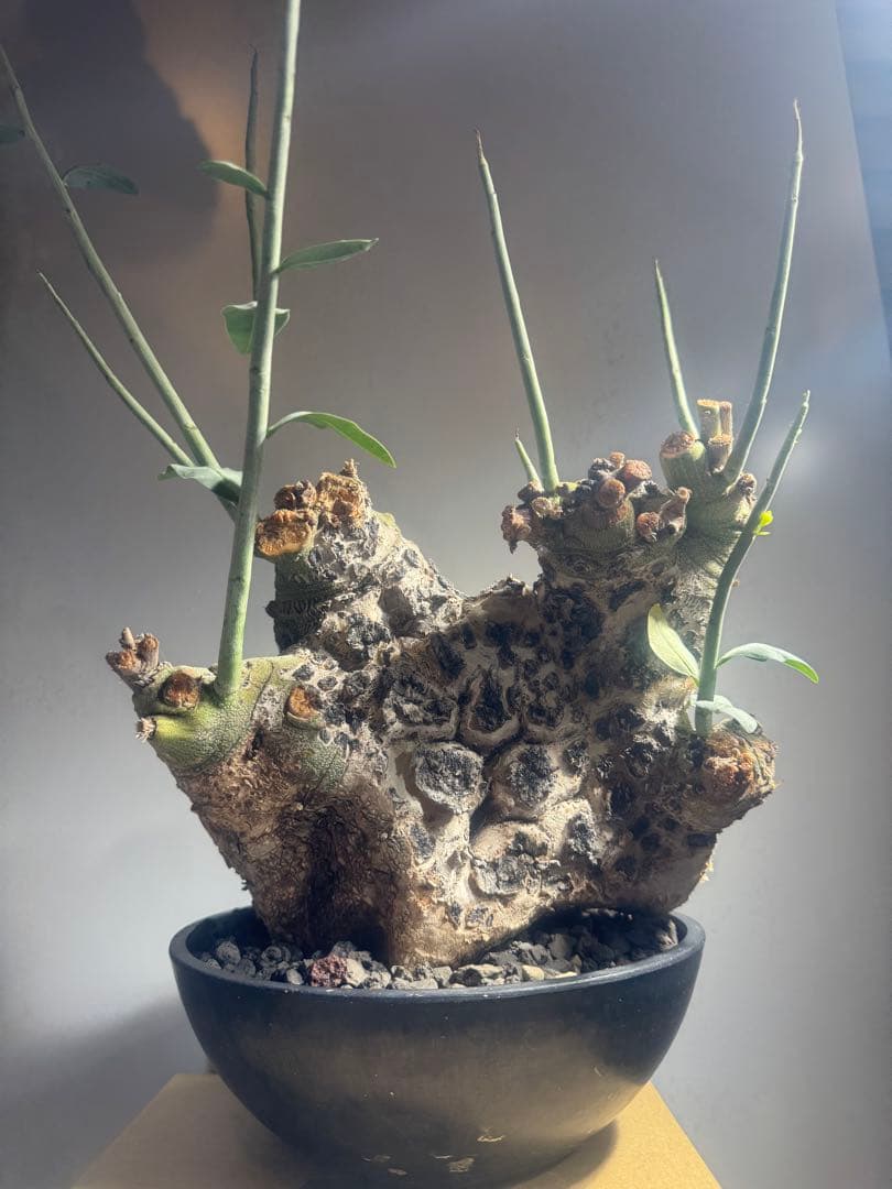 アデニア　ペチュエリー　現地球　発根済　塊根植物　コーデックス