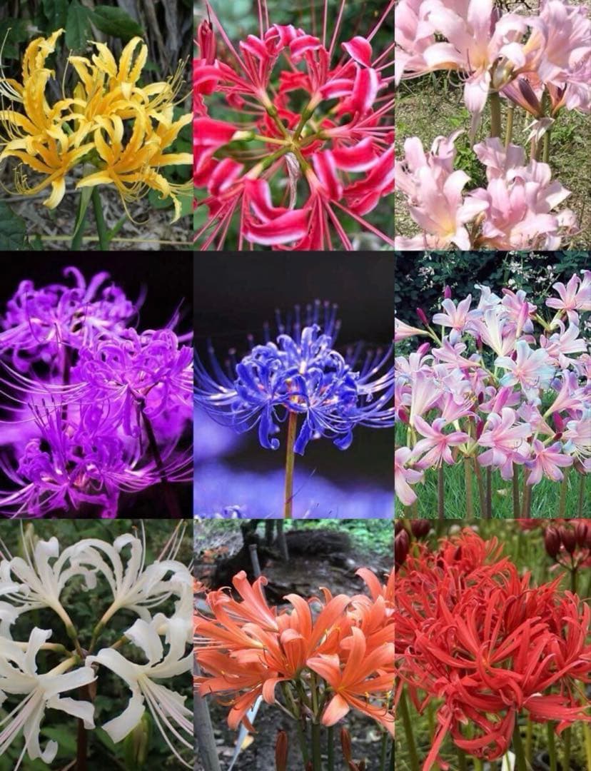 ふかちん　2セット