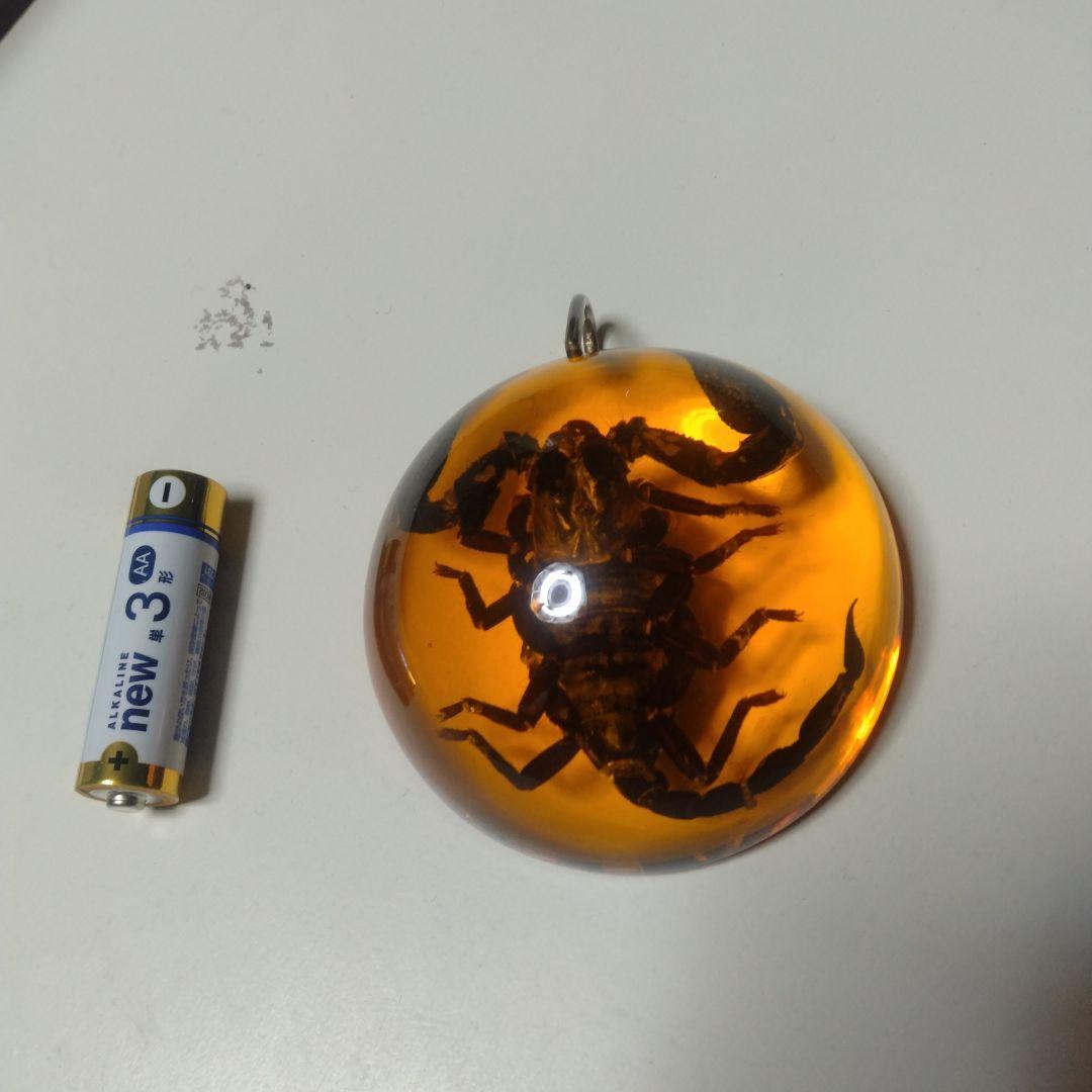 サソリ標本 ペンダントヘッド。