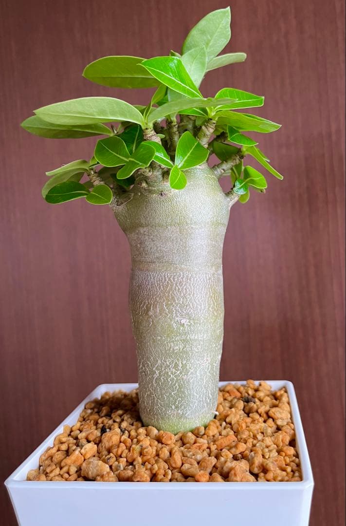コロ助【激レア】アデニウム アラビカム ゴジ バオバブタイプ 鉢植え