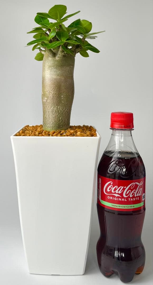 コロ助【激レア】アデニウム アラビカム ゴジ バオバブタイプ 鉢植え