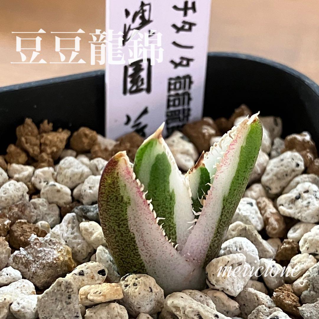 【初売り】34 安定株　速達　アガベ　チタノタ　豆豆龍錦　覆輪斑　TC