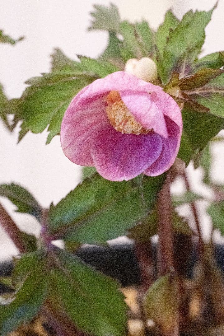 クリスマスローズ 大木ナーセリー オキシデンタリス系いろはsd