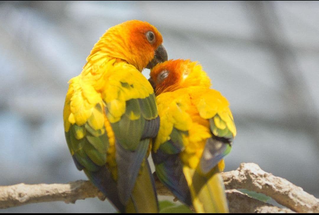 SONYαAマウントズームレンズ