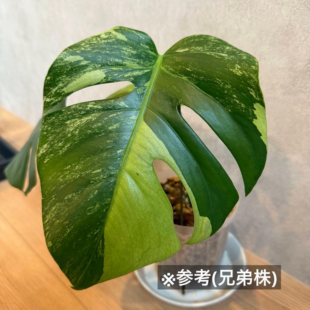 モンステラ・ポトス Monstera Borsigiana Cebublue mint 03