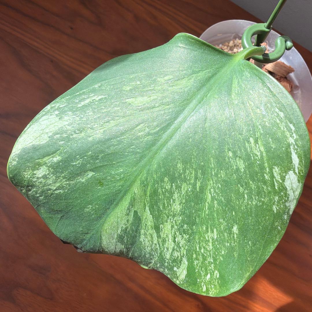 モンステラ・ポトス Monstera Borsigiana Cebublue mint 03