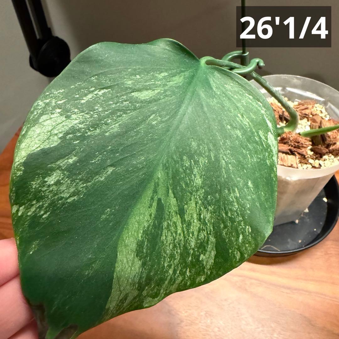 モンステラ・ポトス Monstera Borsigiana Cebublue mint 03