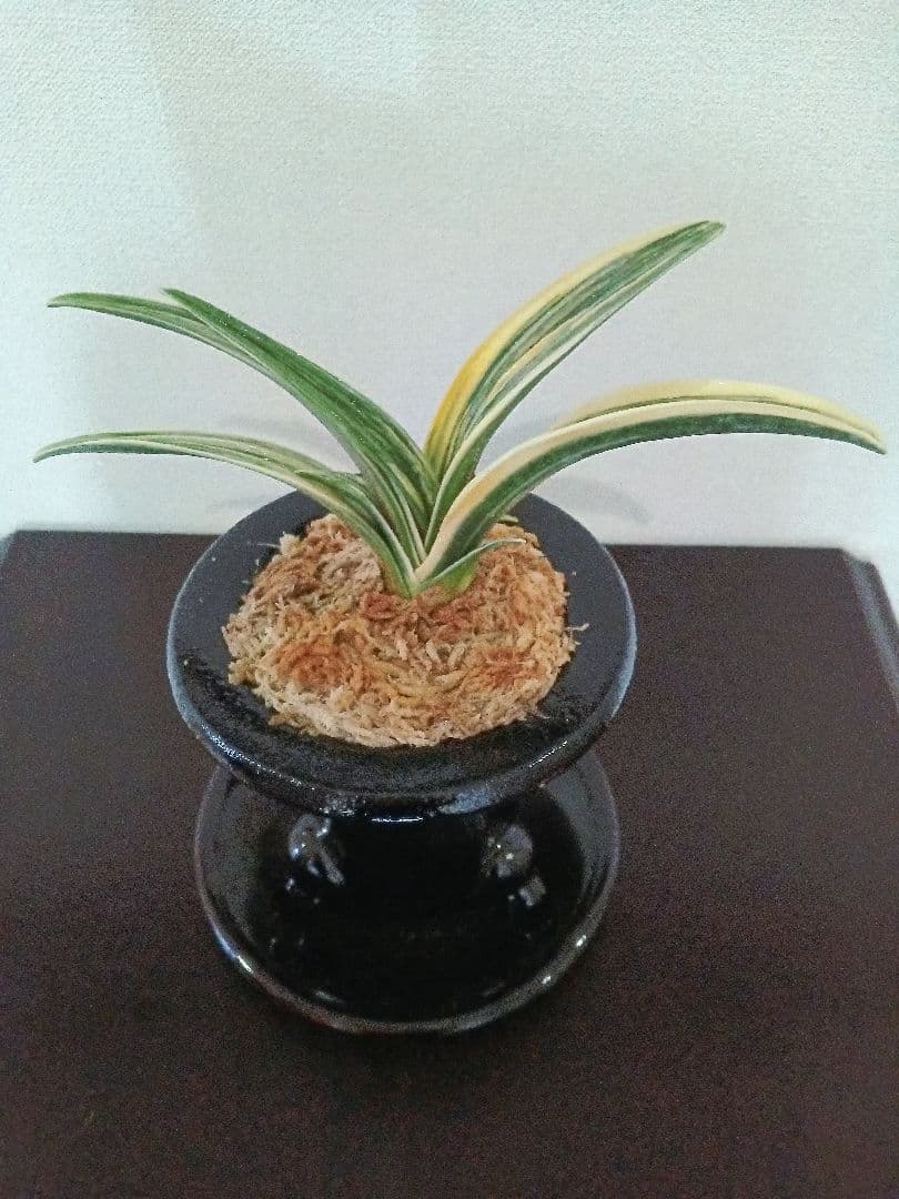 万年青「最晃閣」