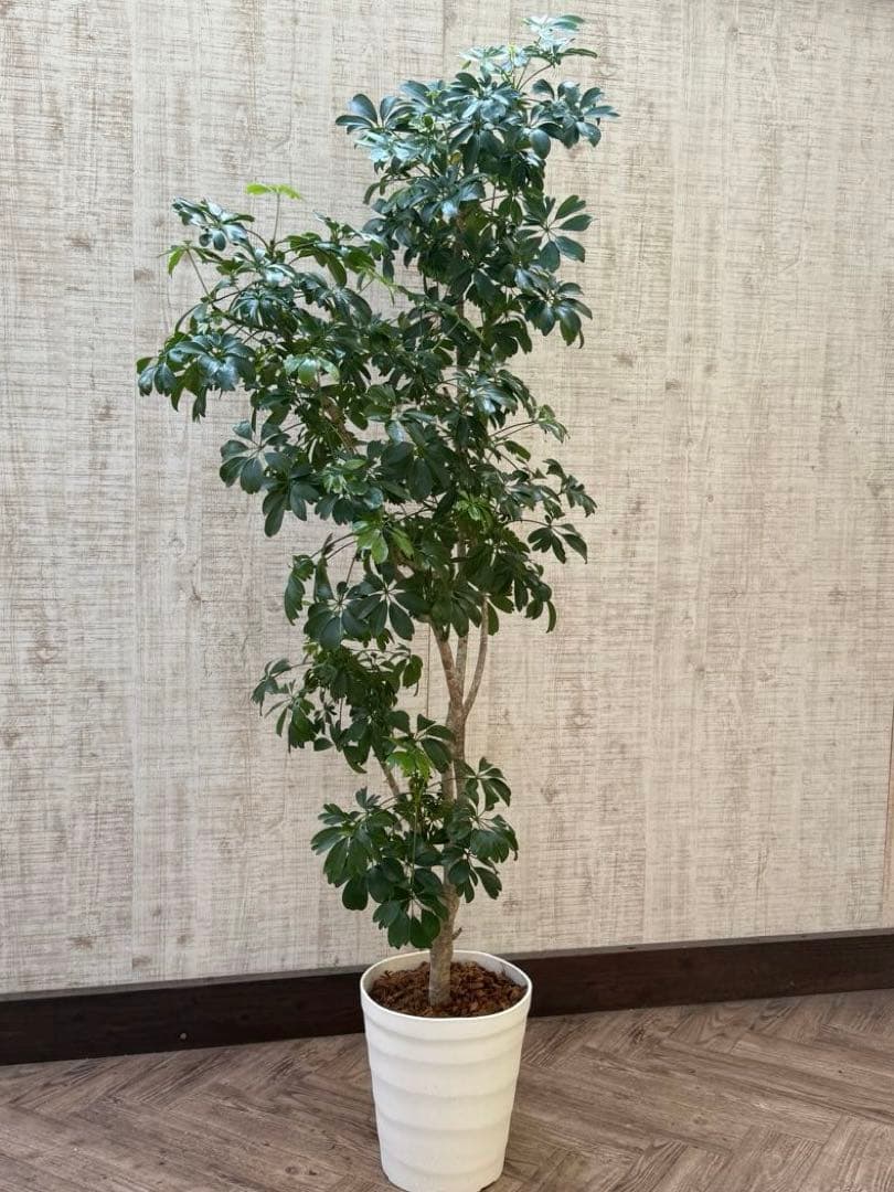 ☆ シェフレラ◦レナータ♪ 158cm リビングサイズ♪