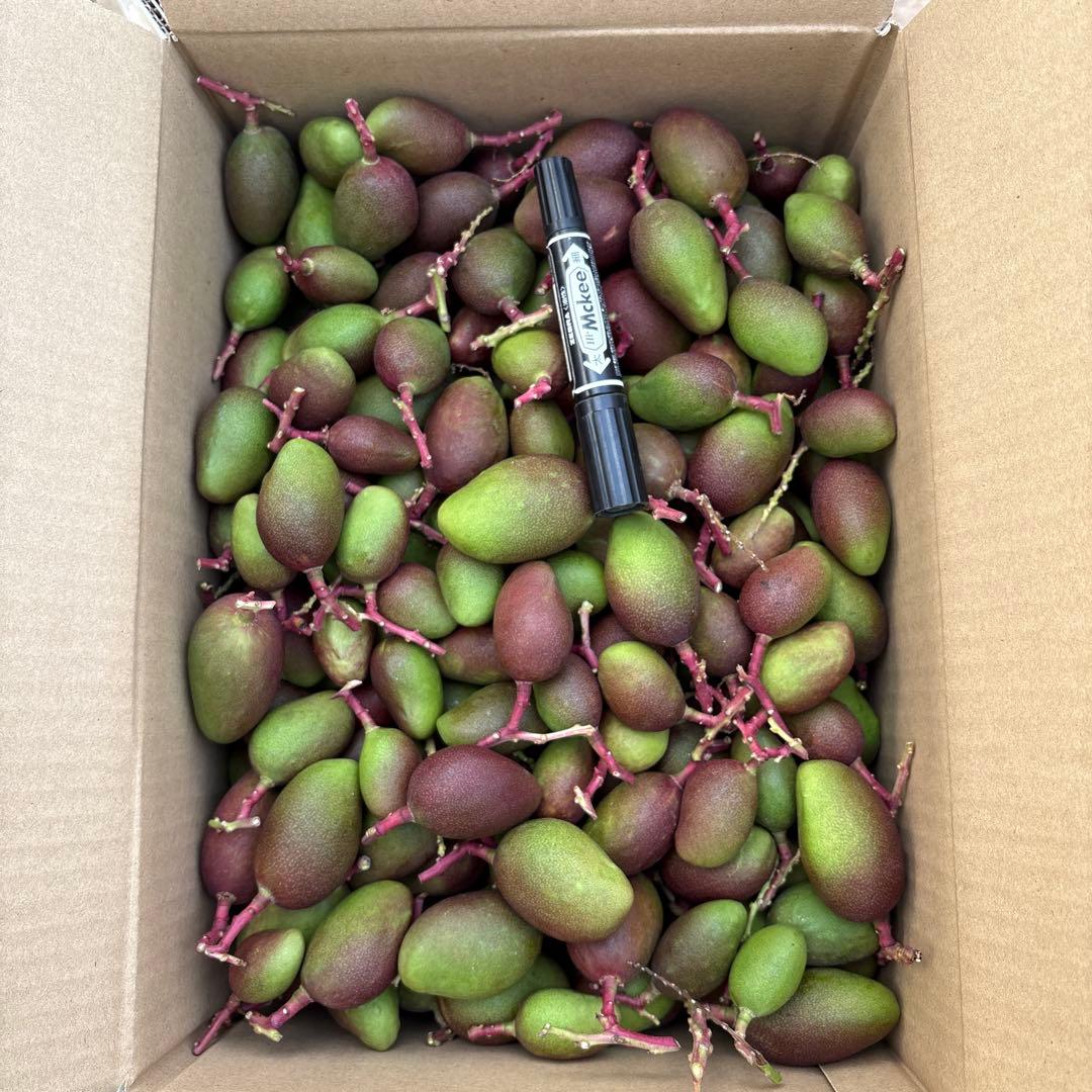 摘果マンゴー2/7❷