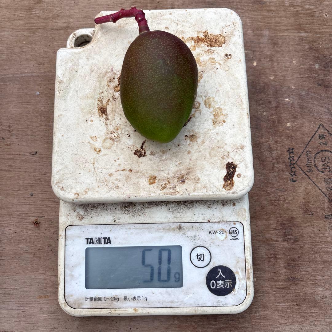 摘果マンゴー2/7❷