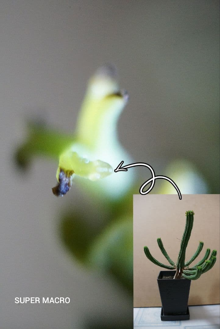 SONY Eマウント用 レンズ5種セット