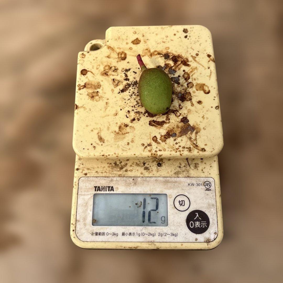 摘果マンゴー2/8❶