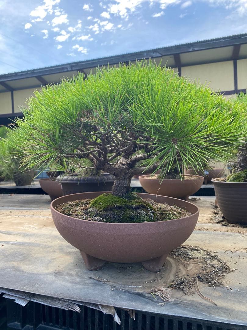 ち*ん様 中型松盆栽 苔付き 陶器鉢　赤松