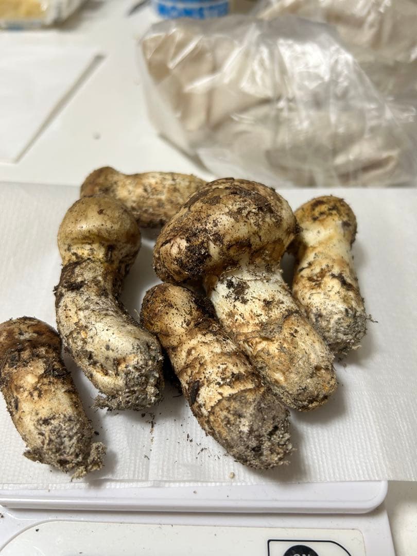 極上広島県産松茸112g