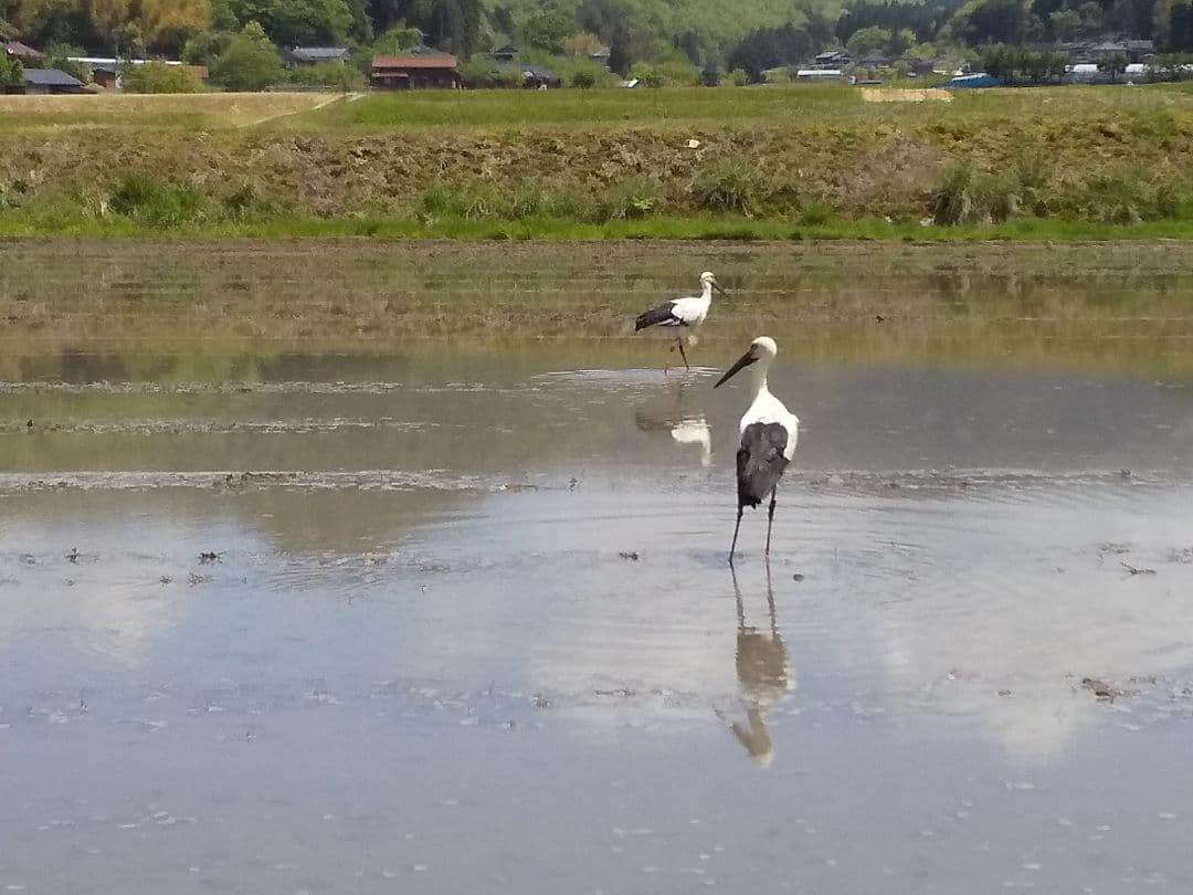 令和7年産 コシヒカリ 兵庫県 但馬 豊岡産 20kg(白米、10kg×2袋)