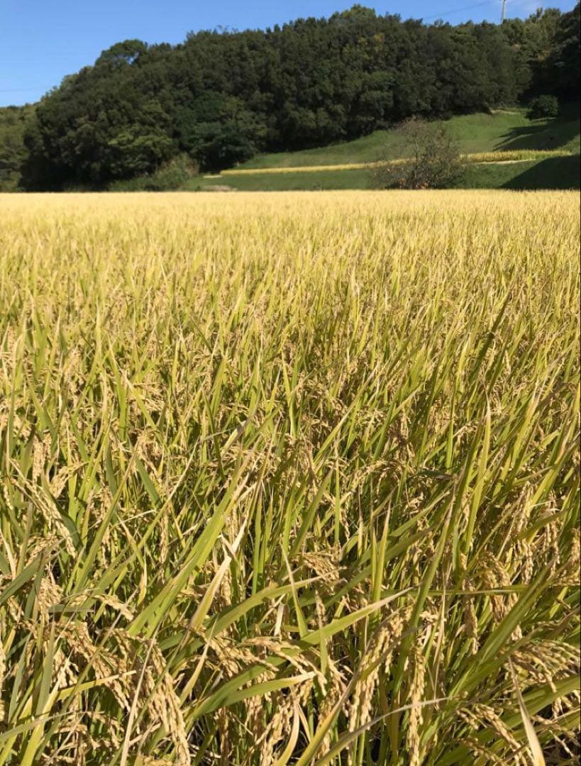 【新米】淡路島産 キヌヒカリ 30kg