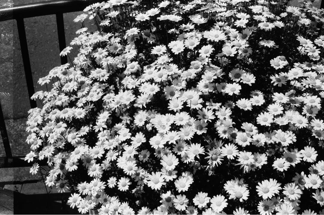 YASHICA ELECTRO 35 GS ヤシカ エレクトロ