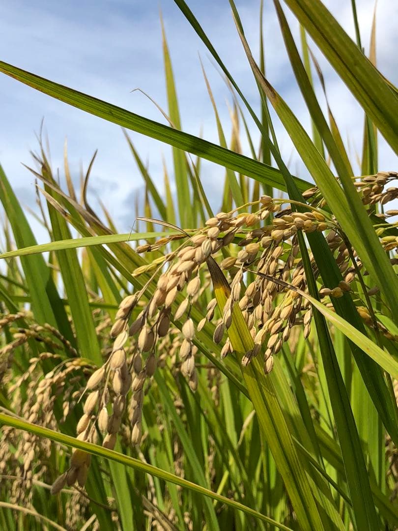 農家直送の美味しいお米 令和7年度産 ヒノヒカリ 20キロ