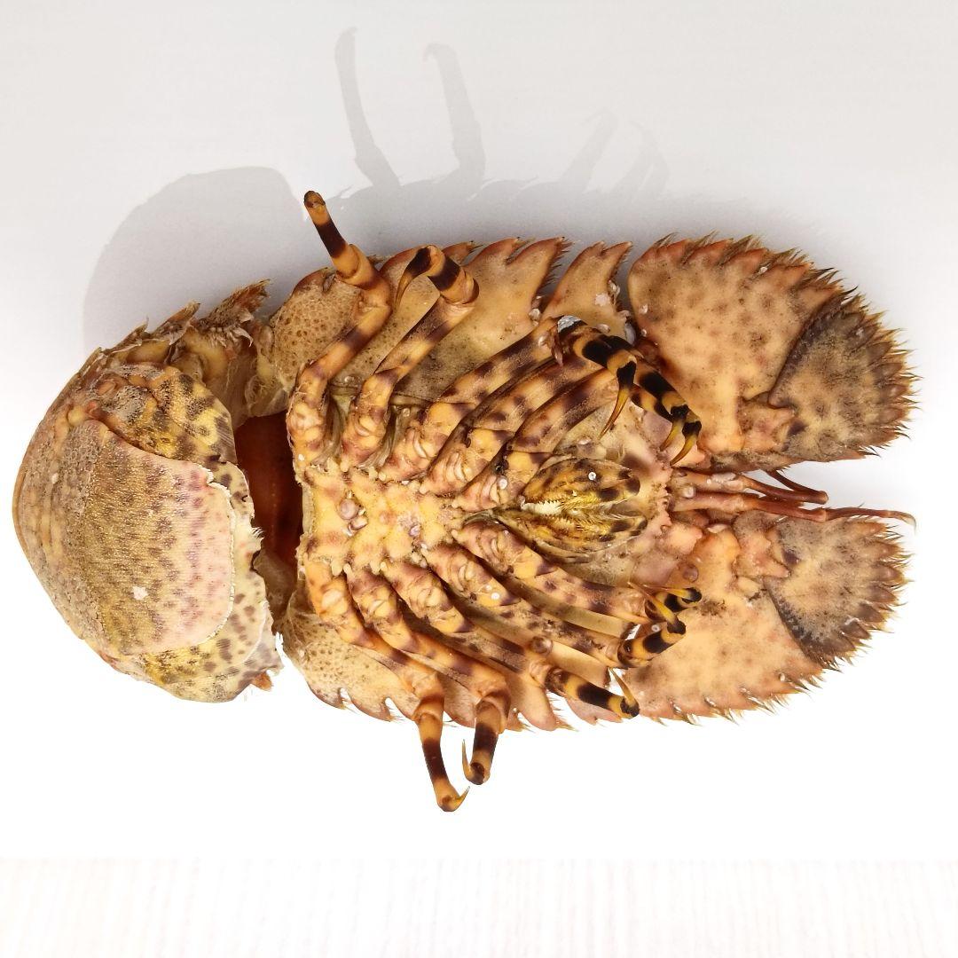 極美品【1点物】セミエビ 乾燥標本 色彩保存標本 関節可動