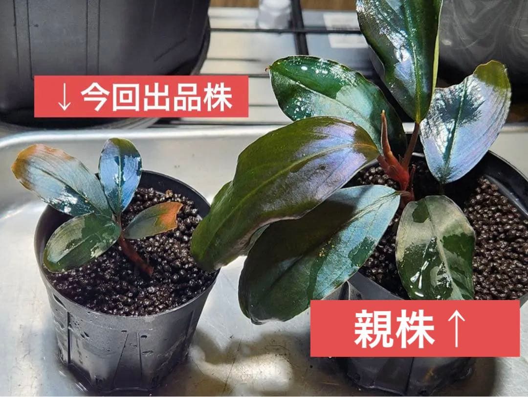 ブセファランドラ　sp.Rainbow shine レインボーシャイン　水上葉