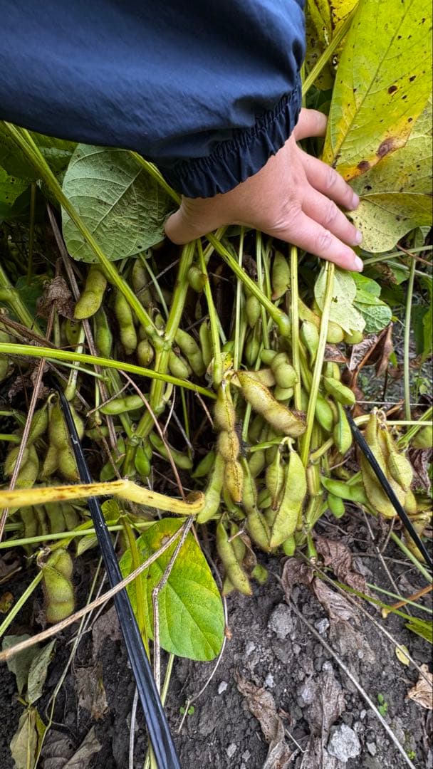 丹波篠山産　黒枝豆　枝豆　黒豆　5キロ さやのみ　丹波篠山　篠山