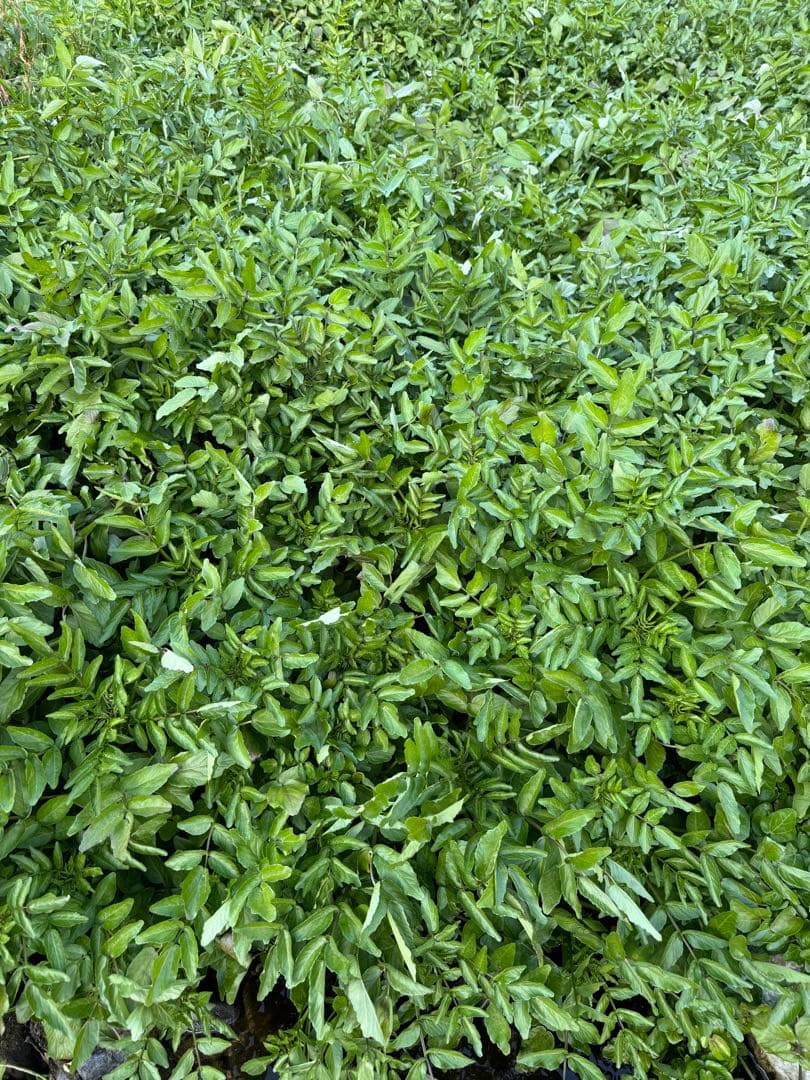 八百屋さんページ