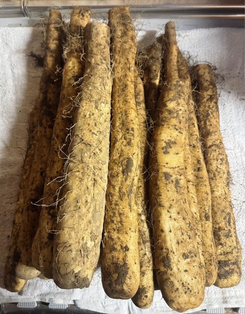 轟様　ネバリスター１０キロ