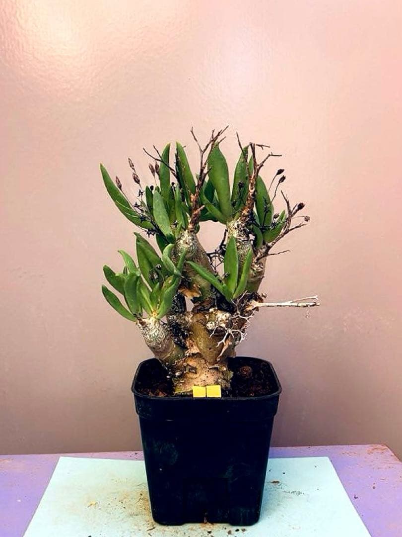 side様 リクエスト 5点 まとめ商品