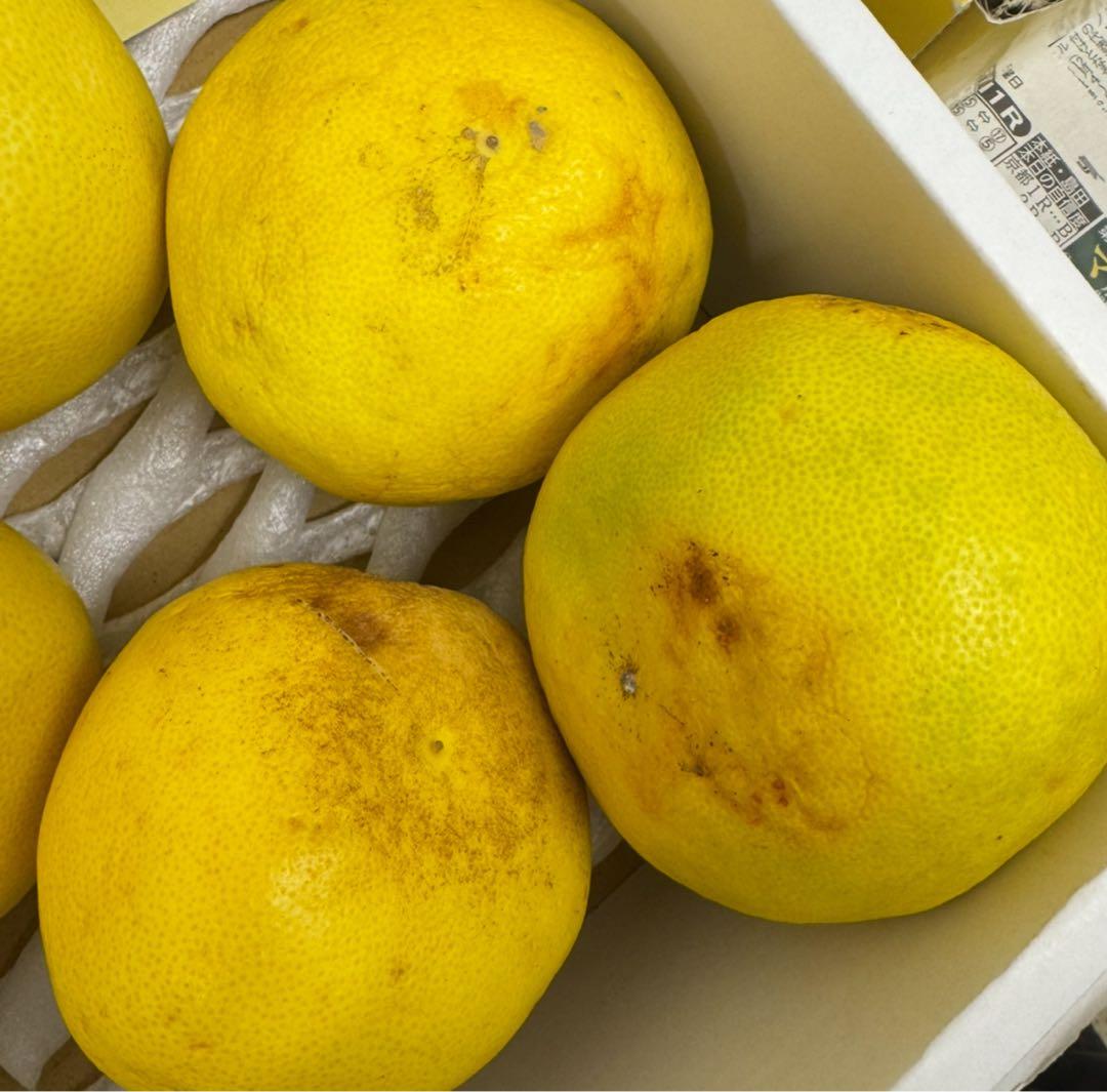 文旦　水晶文旦　みかん　好きに　　71