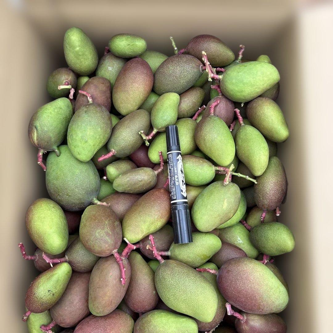 摘果マンゴー2/10❶