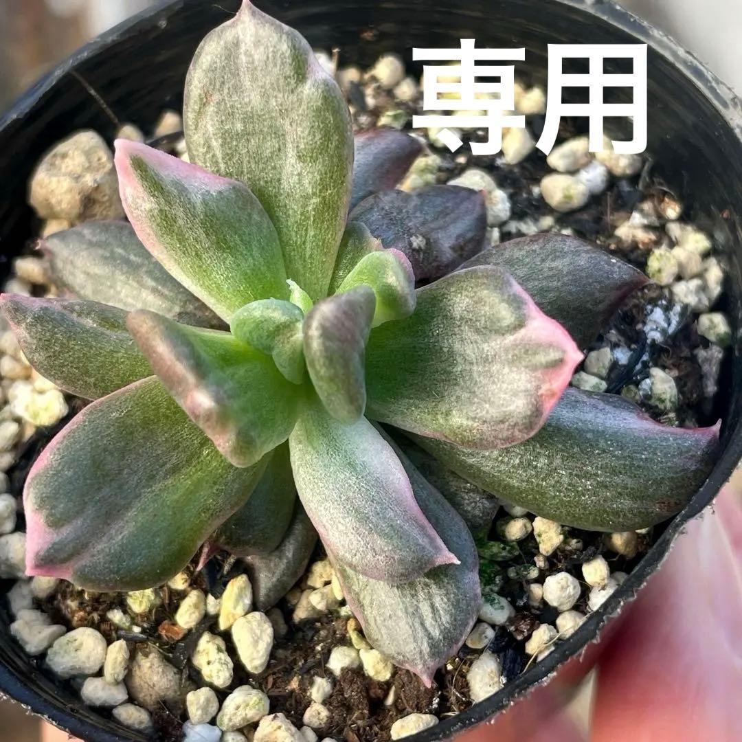 専用！　高級品種　稀少　インドネシア多肉　プリンス錦3点セット　速達代付