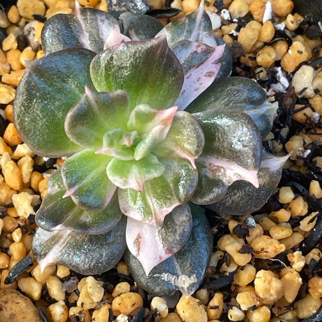 専用！　高級品種　稀少　インドネシア多肉　プリンス錦3点セット　速達代付