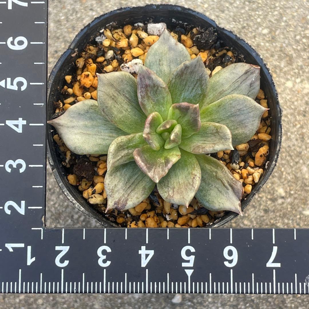 専用！　高級品種　稀少　インドネシア多肉　プリンス錦3点セット　速達代付