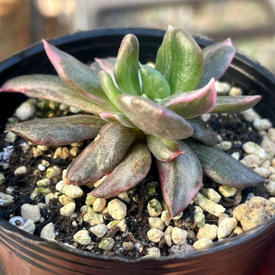 専用！　高級品種　稀少　インドネシア多肉　プリンス錦3点セット　速達代付