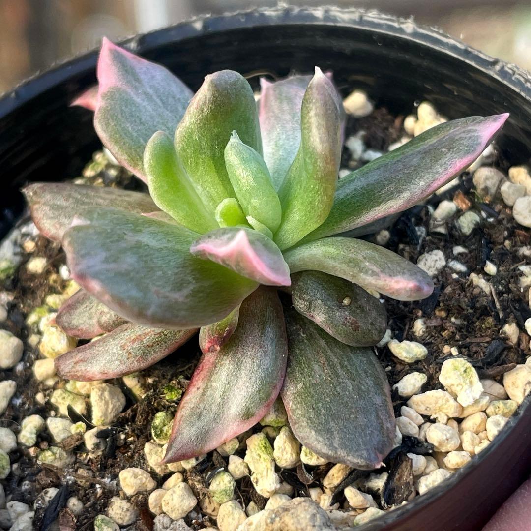 専用！　高級品種　稀少　インドネシア多肉　プリンス錦3点セット　速達代付