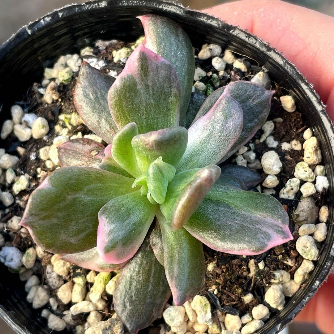 専用！　高級品種　稀少　インドネシア多肉　プリンス錦3点セット　速達代付