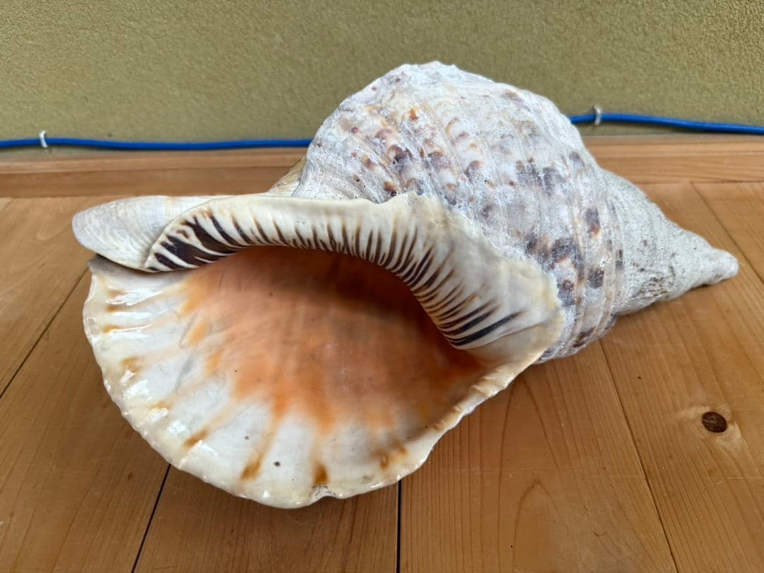 大型天然法螺貝 ほら貝 ホラガイ