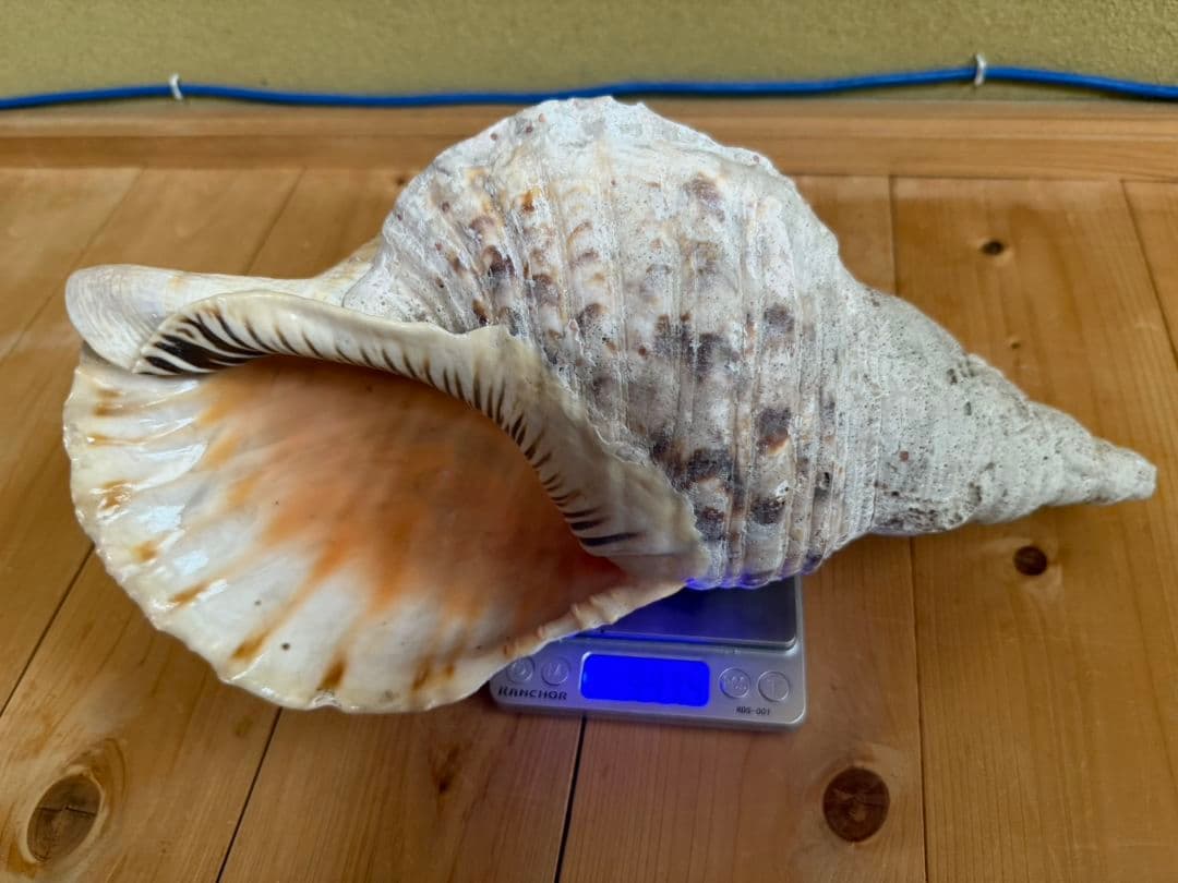 大型天然法螺貝 ほら貝 ホラガイ