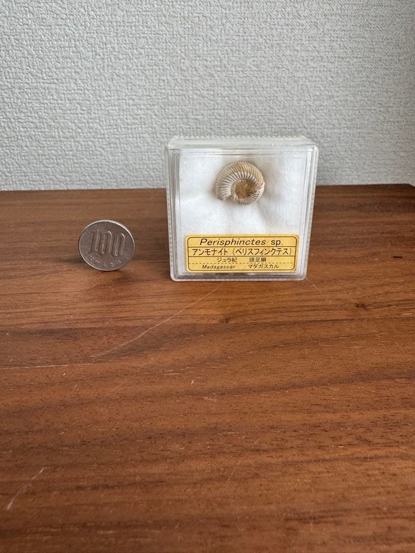 アンモナイト化石