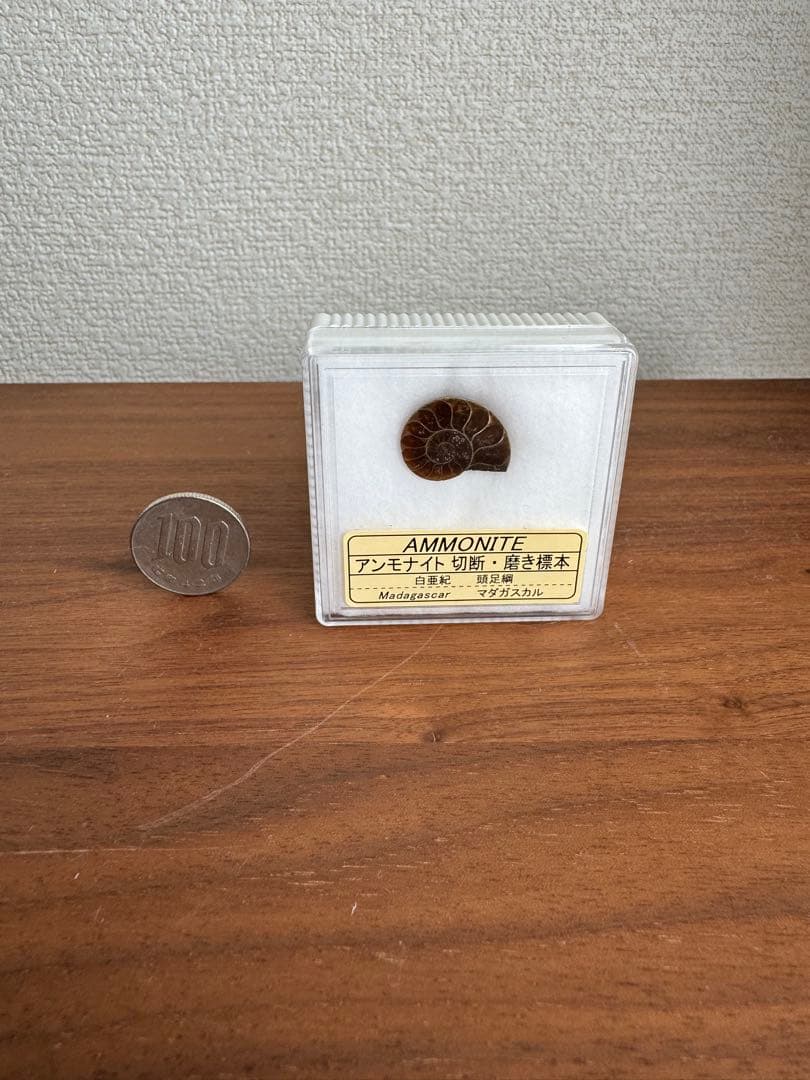 アンモナイト化石