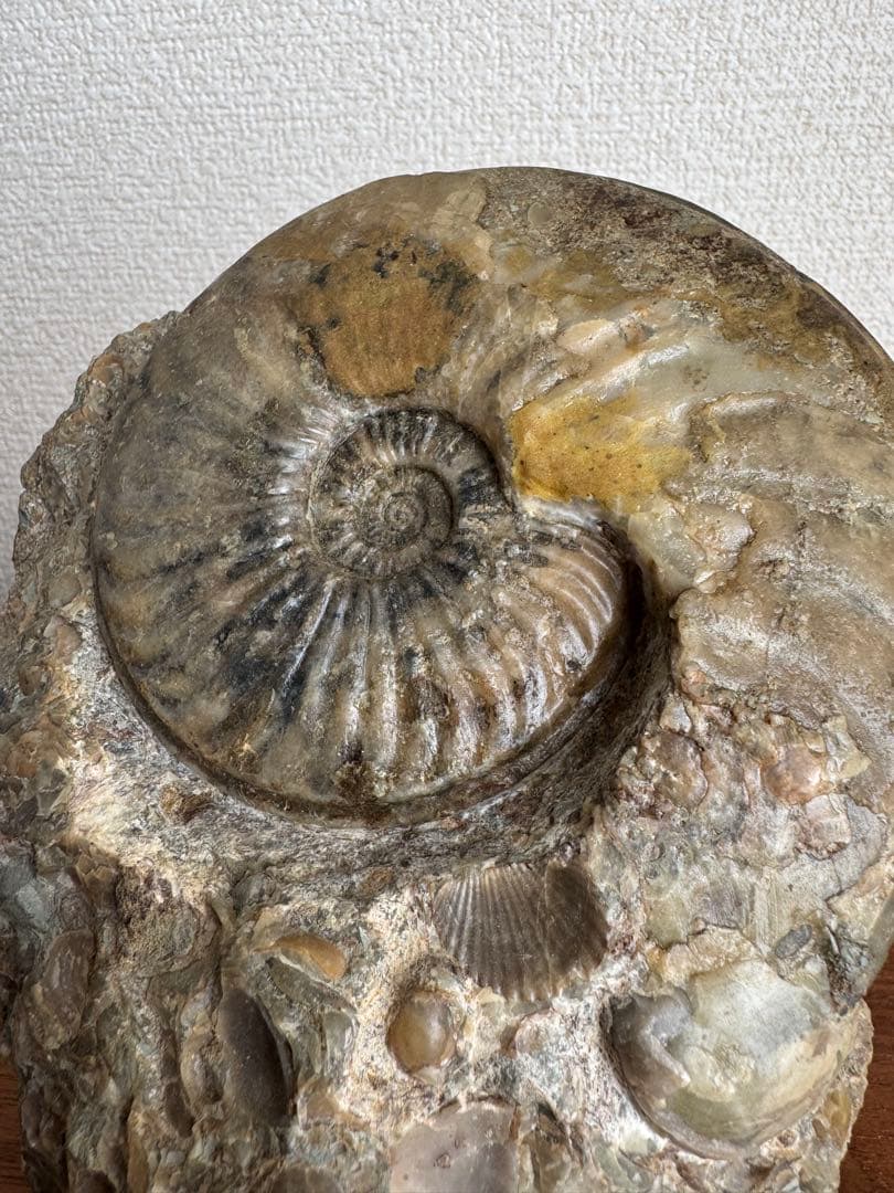 アンモナイト化石
