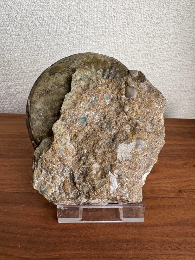 アンモナイト化石