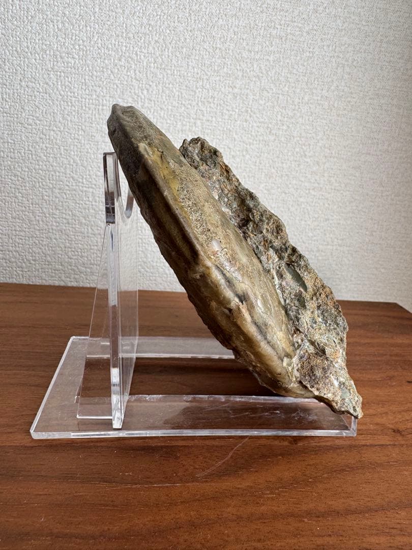 アンモナイト化石