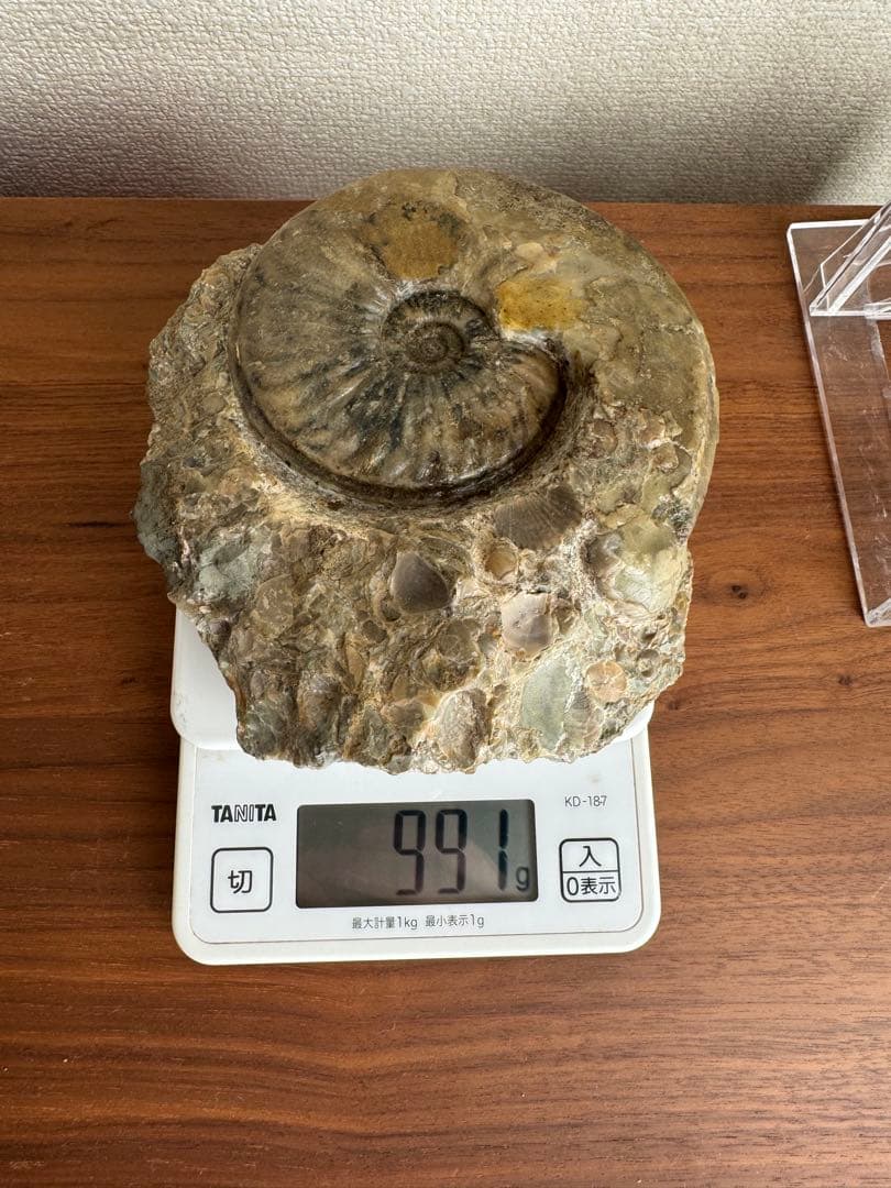 アンモナイト化石